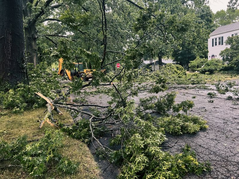 Fallen Tree in Urban Area