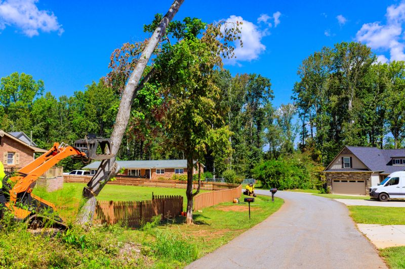 Residential Tree Removal Site