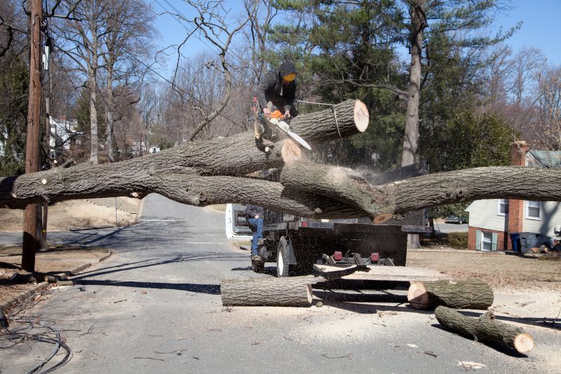 Emergency Tree Removal detail