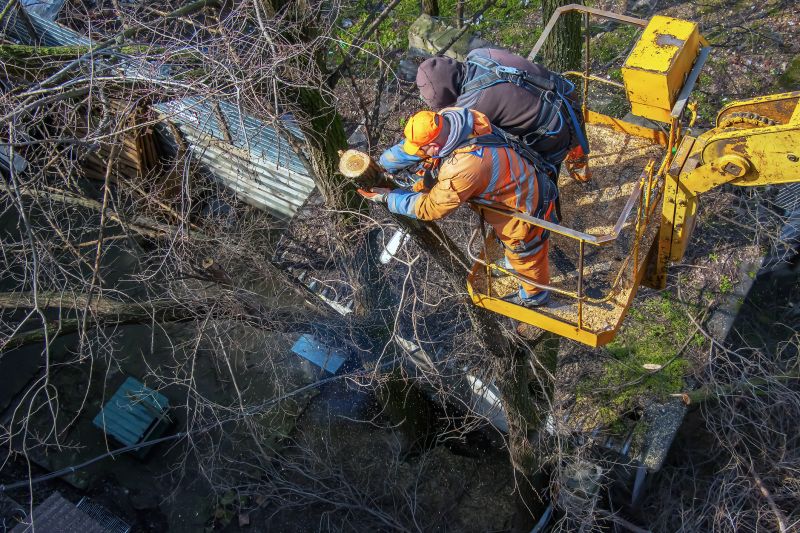 Tree Removal in Winter