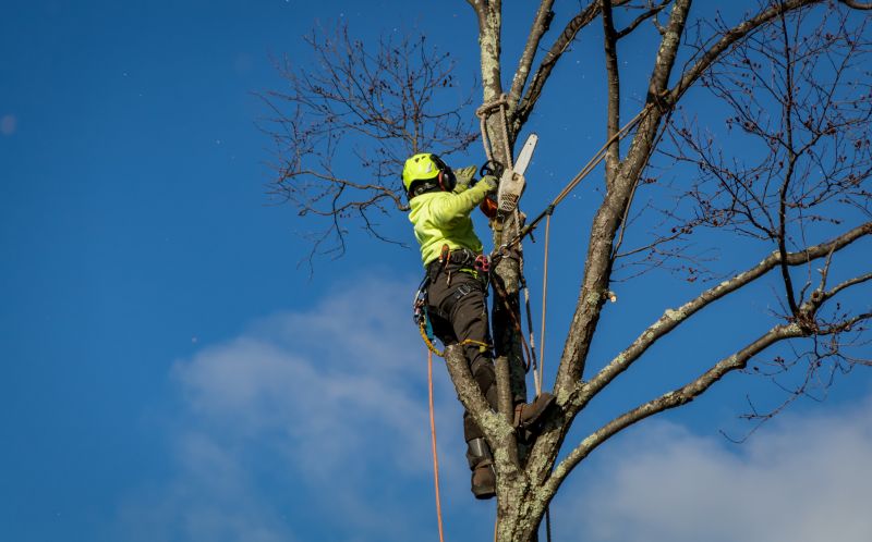 Safety During Tree Removal