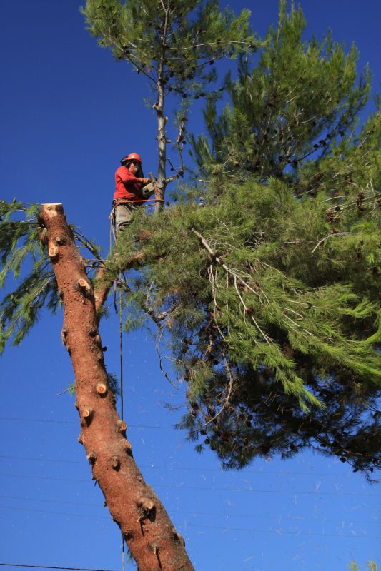 Certified Tree Removal Experts