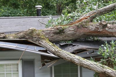 Emergency Tree Removal Services