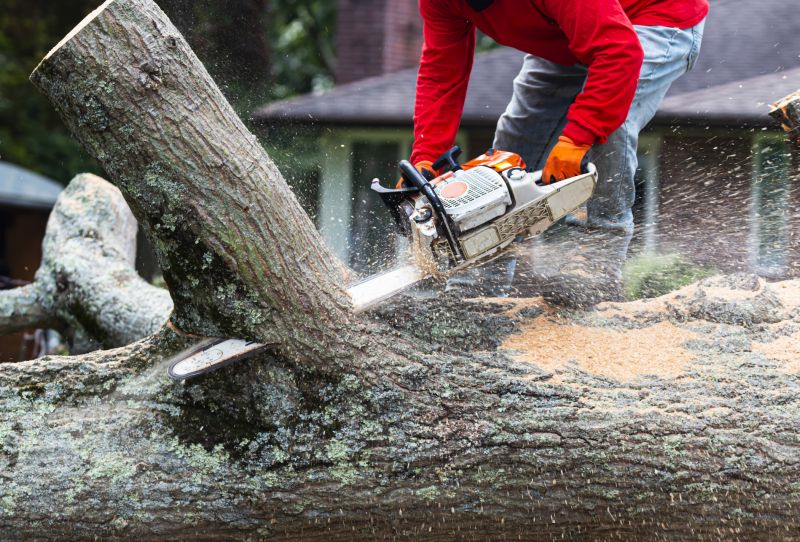 Why Hiring Professionals For Tree Removal Is Essential