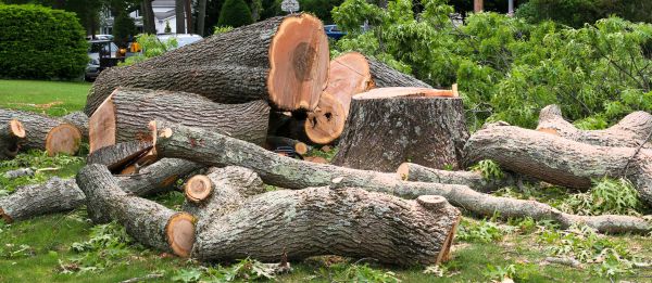 Large Tree Removal in De Pere
