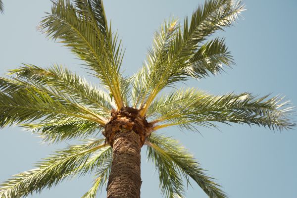 Palm Tree Removal in De Pere