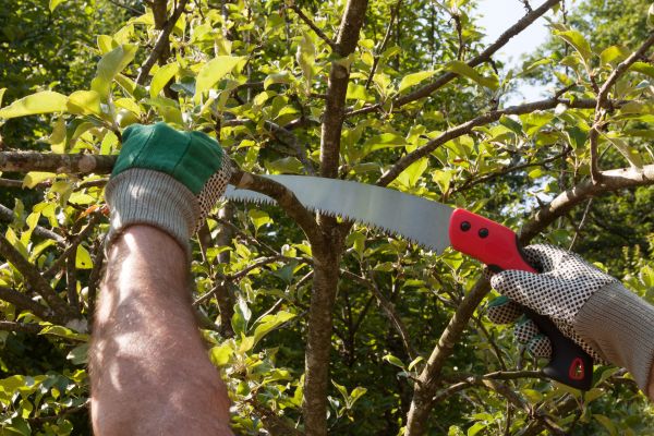 Small Tree Removal in De Pere