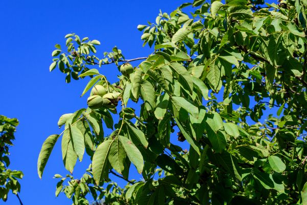 Walnut Tree Removal in De Pere