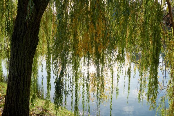 Willow Tree Removal in De Pere