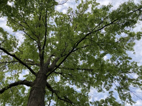 Oak Tree Removal in De Pere