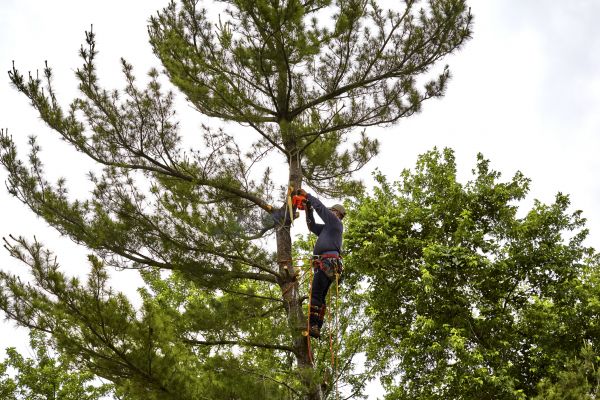 Pine Tree Removal in De Pere