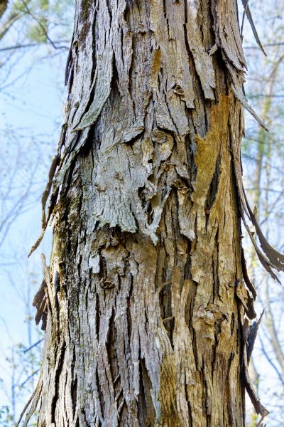 Hickory Tree Removal in De Pere