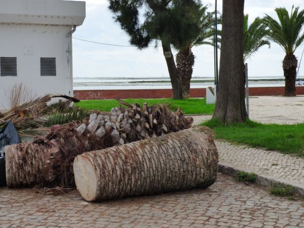 Palm Trees Removal in De Pere