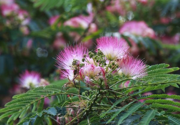 Mimosa Tree Removal in De Pere