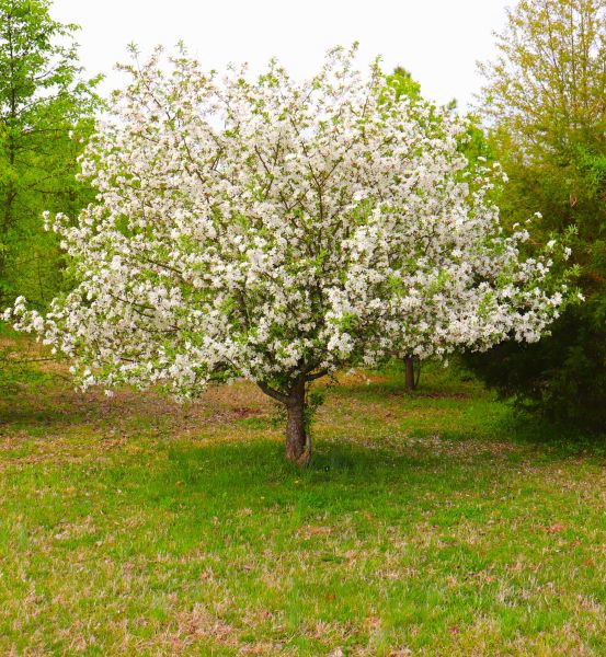 Dogwood Tree Removal in De Pere