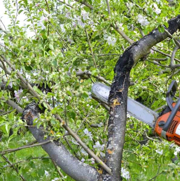 Apple Tree Removal in De Pere