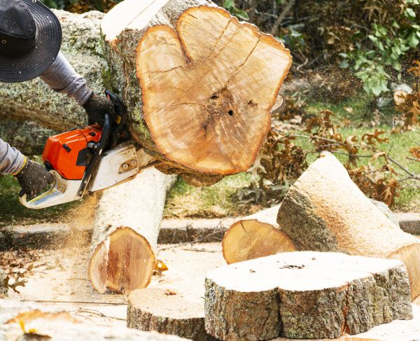 Tree Removal Service in De Pere