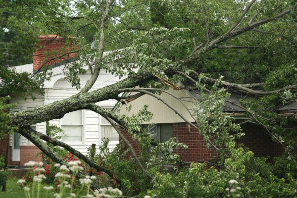 Emergency Tree Removal in De Pere