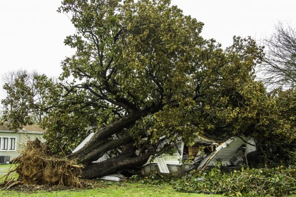 Fallen Tree Removal in De Pere