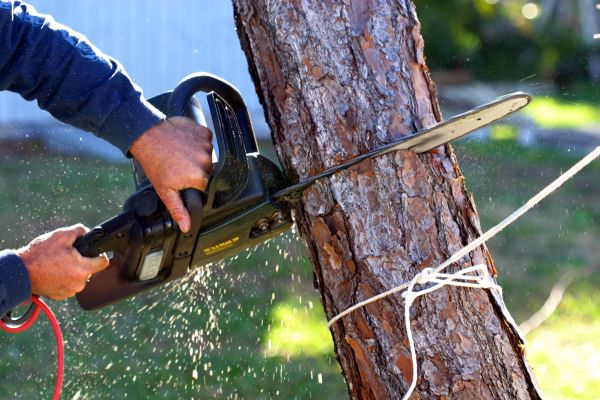 Dead Tree Removal in De Pere